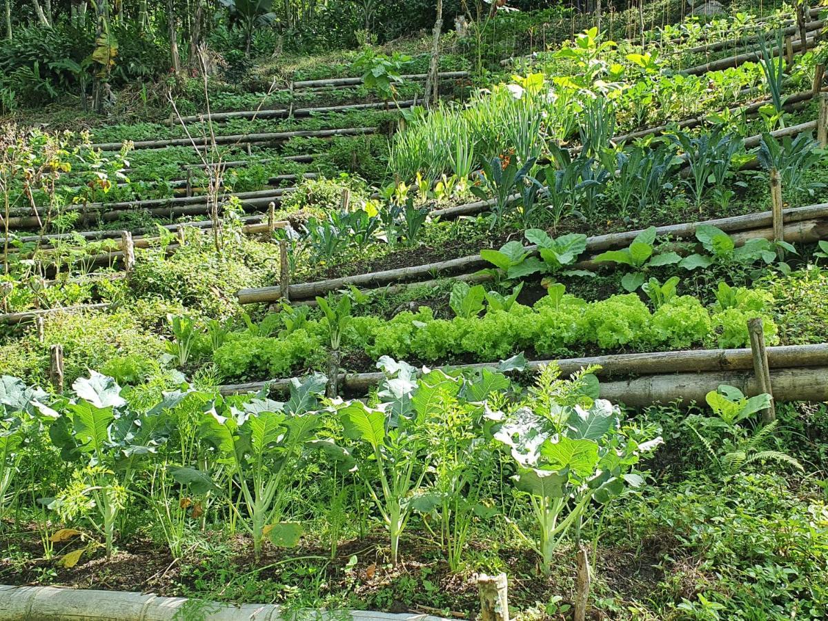 Ecofinca Fuente Alegre ココルナ エクステリア 写真